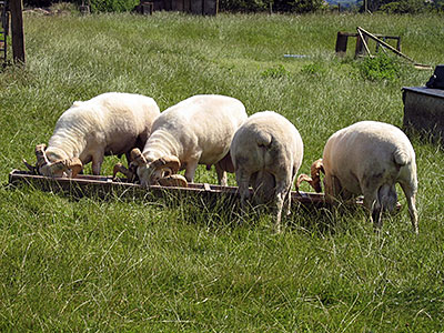 The four tupping rams, Denis, Ben, Butcher & Basil