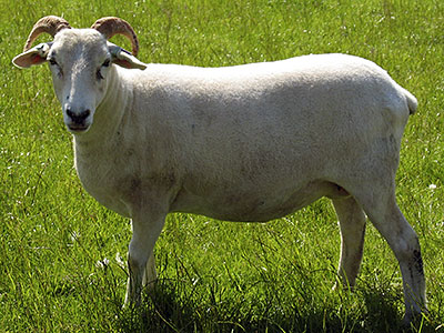 A home bred Creedy Flock Wiltshire Horn shearling ewe